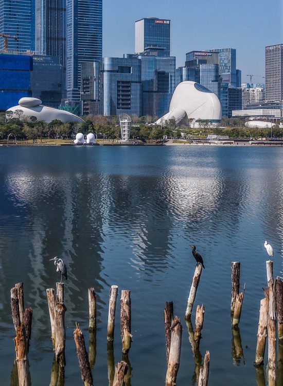 Shenzhen Bay Cultural Square by MAD nsv