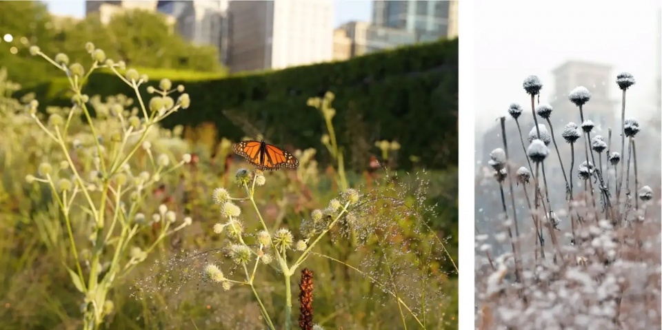 Lurie Garden at Millennium Park