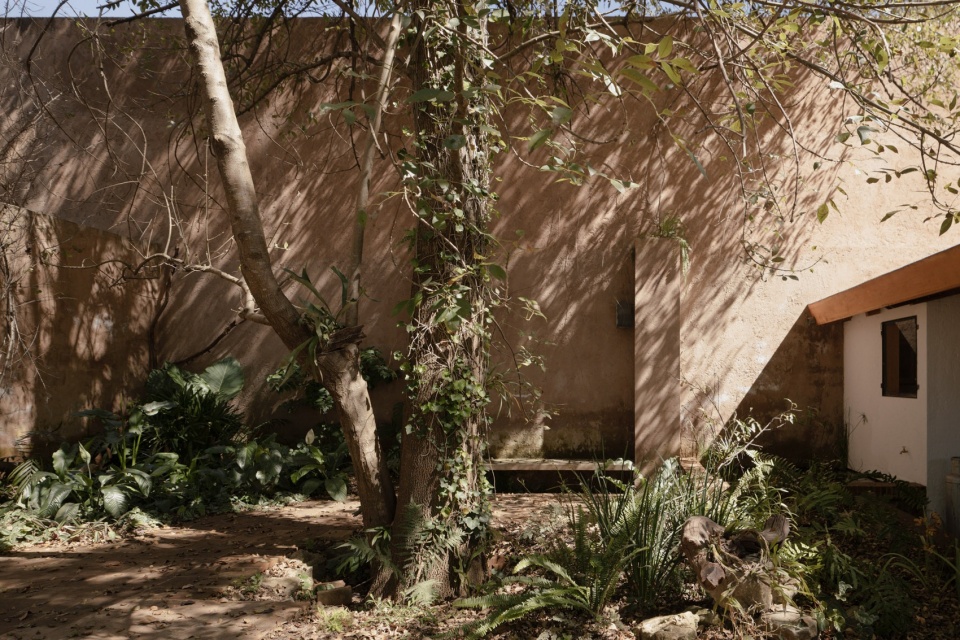 围绕原有白蜡树组织的庭院,courtyard organized around the existing ash tree
