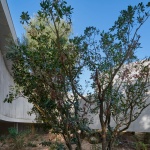 Animu Media Library in Porto-Vecchio by Dominique Coulon & associés + Amelia Tavella Architectes