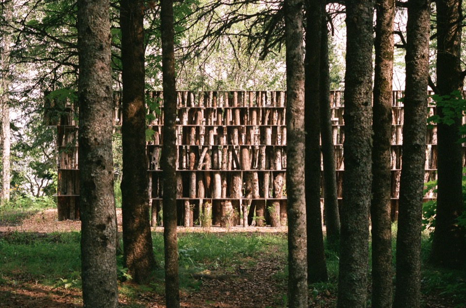 透过树干望向装置正面 / Front view through the tree trunks