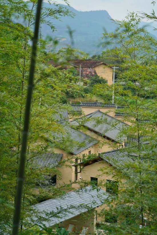 从山坡上透过竹林看到的改造老屋建筑群 / Renovated houses seen through bamboo on the hillside
