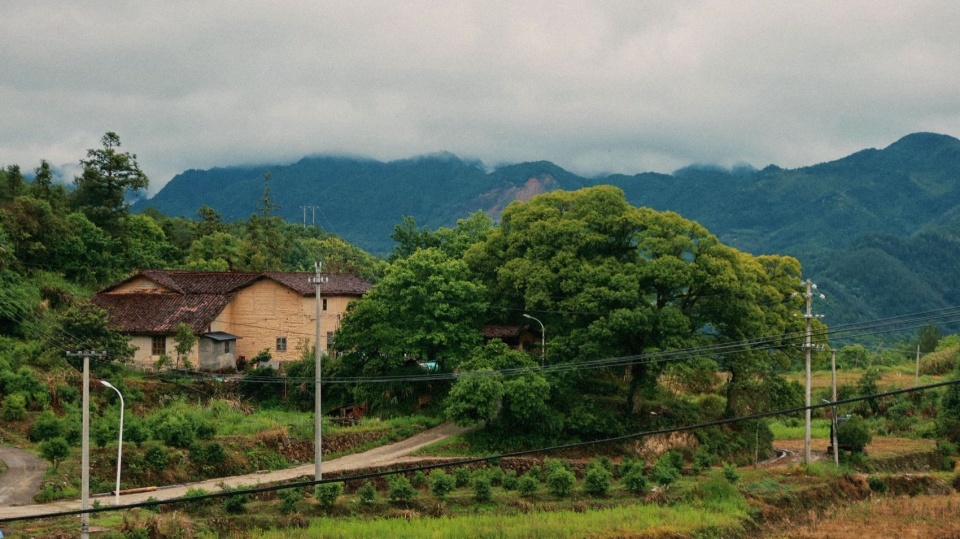村里的古树与老屋 / Ancient trees and old houses in the village
