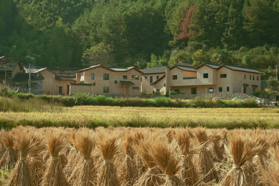 从稻田里看改造老屋建筑群 / Renovated houses seen from the rice fields