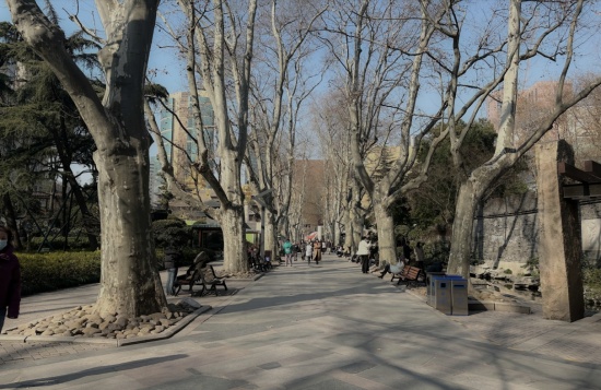 百年悬铃木中轴更新前,Century-Old Plane-Tree Axis — Before Renovation