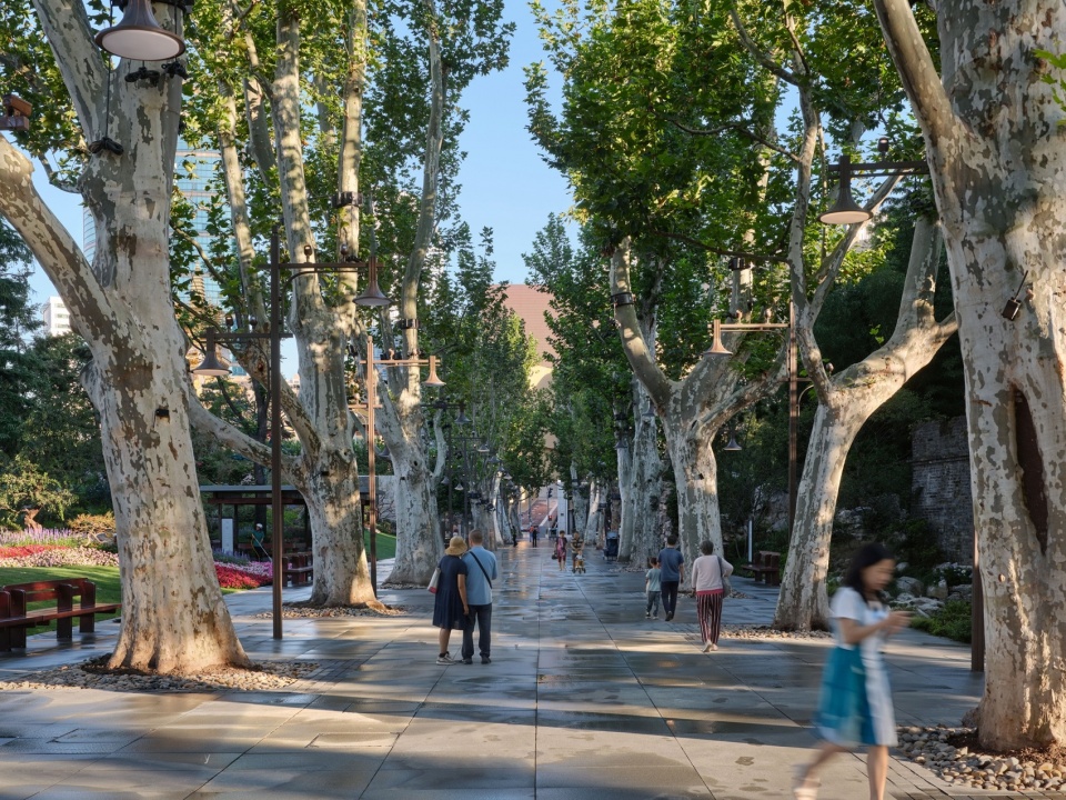 百年悬铃木中轴更新后,Century-Old Plane-Tree Axis — After Renovation