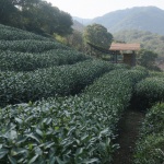 龙井茶亭，杭州 / 陆少波建筑工作室