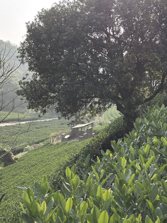 茶亭背山远景 / Distant view against the hill