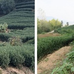 龙井茶亭，杭州 / 陆少波建筑工作室