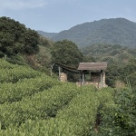 龙井茶亭，杭州 / 陆少波建筑工作室