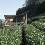 龙井茶亭，杭州 / 陆少波建筑工作室