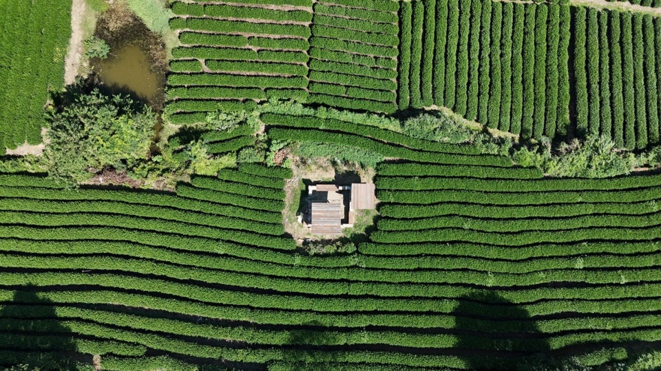 鸟瞰茶亭与茶田 / Aerial view of pavilion and tea fields