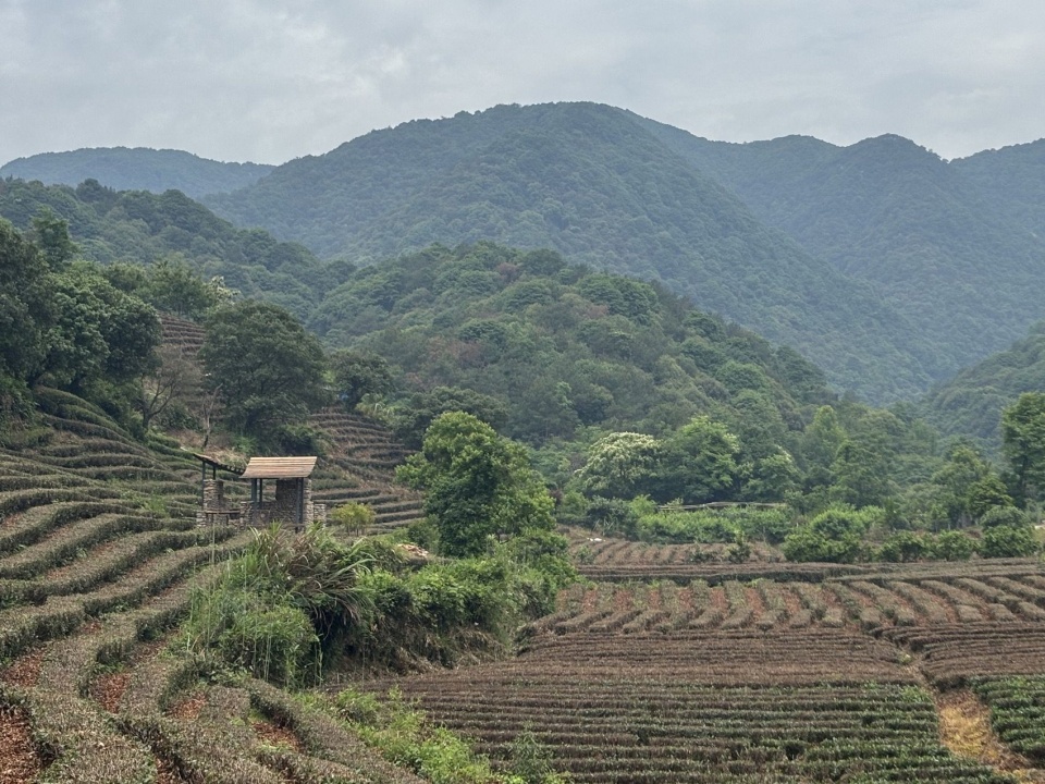 茶树修剪后的茶亭与茶田 / Pavilion and fields after pruning