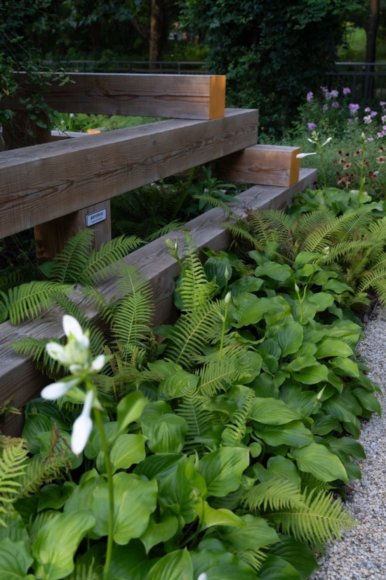 中央木构的阴凉处采用荚果蕨和玉簪 / Ferns and hostas beneath the central timber structure