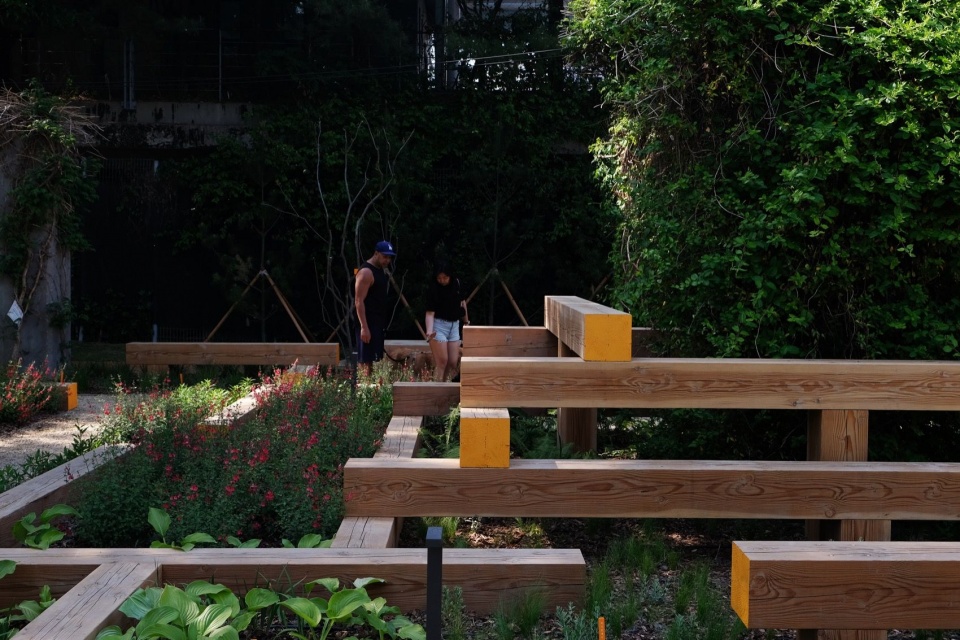 来访的人们驻足停留,被路边的樱桃鼠尾草吸引目光 / Visitors pause beside flowering Salvia greggii