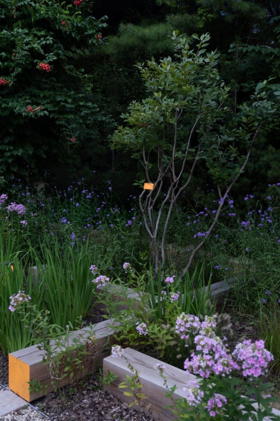 马鞭草,福禄考和鸢尾强调植物竖向线条的视觉效果 / Vertical accents of Verbena, Phlox and Iris