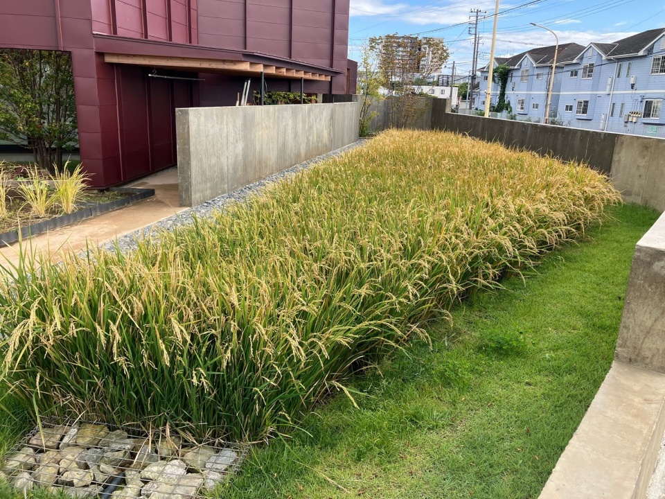 成熟的水稻 / Ripening rice